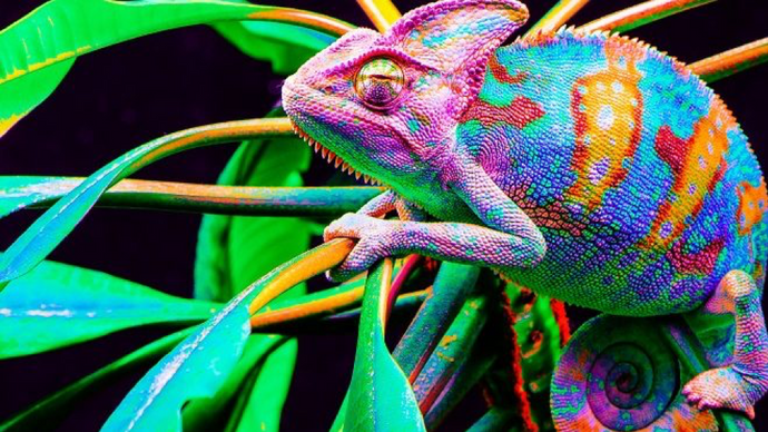 How Come Certain Pigments Change Color Like a Chameleon?